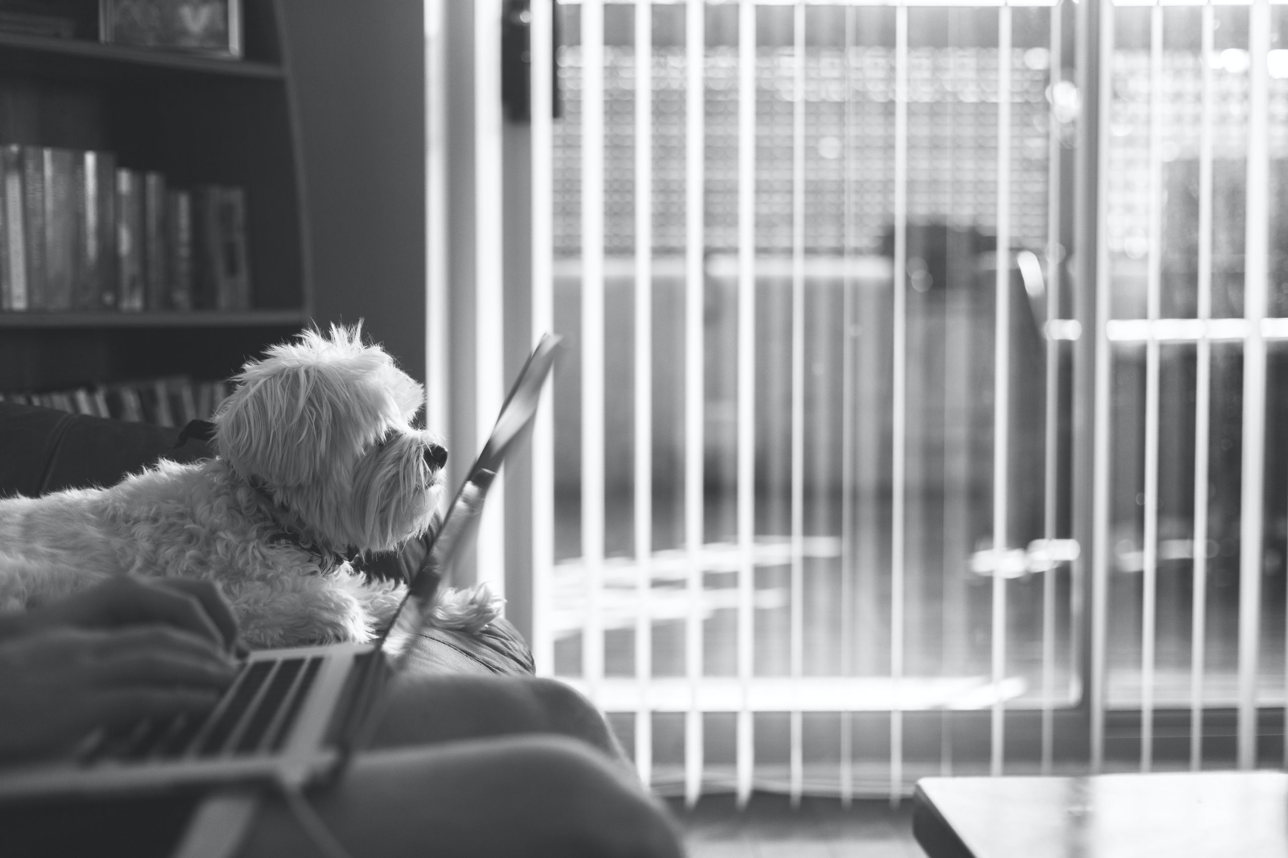 Steal This Strategy: How to Write Like Animalz